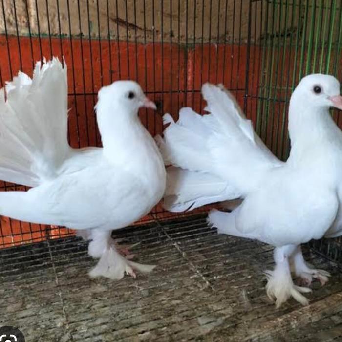 MERPATI KIPAS HIAS PILIHAN ISTIMEWA