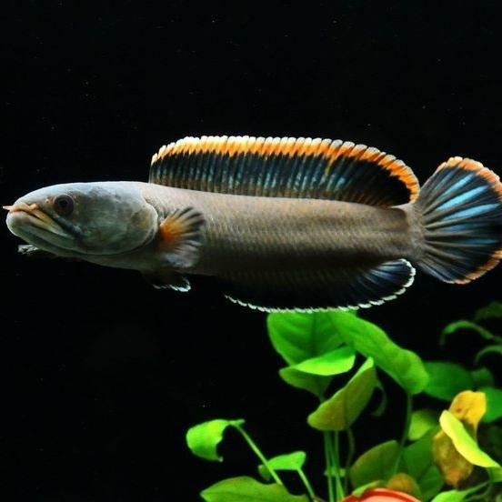 IKAN HIAS IKAN CHANNA GACHUA LIMBATA SNAKEHEAD