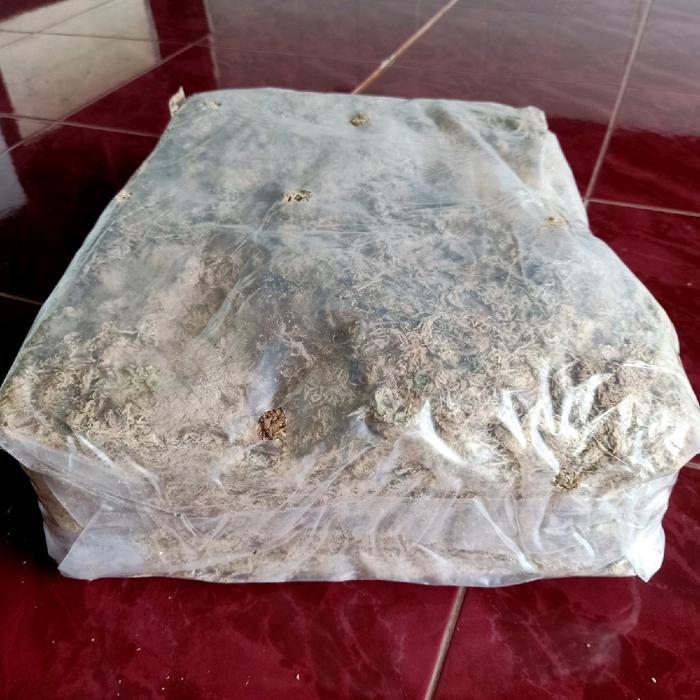 Spaghnum Mos 1 Kg Pres Media Tanam Import Lumut Putih Kering Untuk Media Tanaman Bunga Anggrek