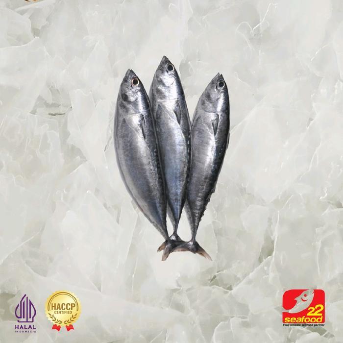 Ikan Baby Tuna Utuh 5 Kg / Ikan Jumbo Size / Expor Quality / 22 Seafood Frozen