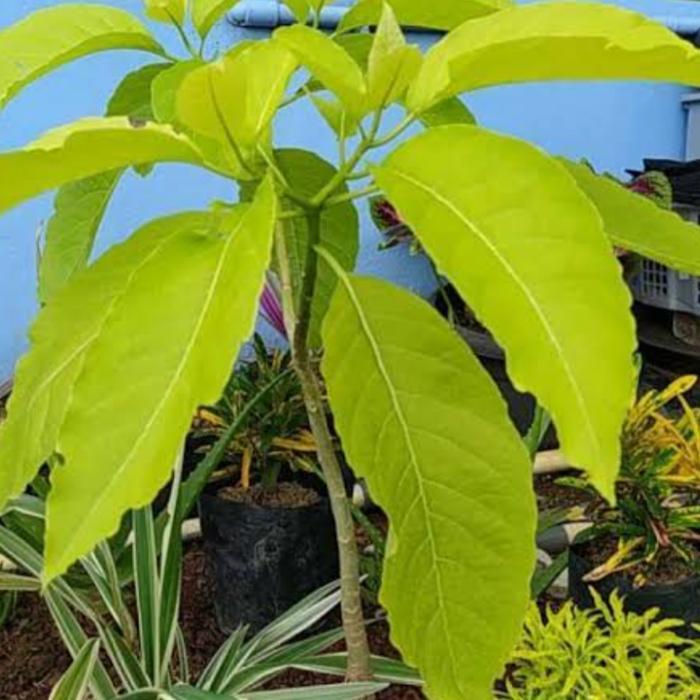 tanaman hias bibit pohon pisonia Alba/kol banda