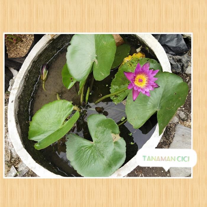 ASLI Taan bunga teratai berikut pot surabaya barat gocar only READY STOCK