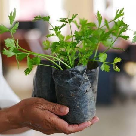 Najwa Gadget Polybag 1 Kilo Isi Ratusan/Polybag Kiloan Murah Isi Banyak/Polybag Tanaman 1 Kilo Isi