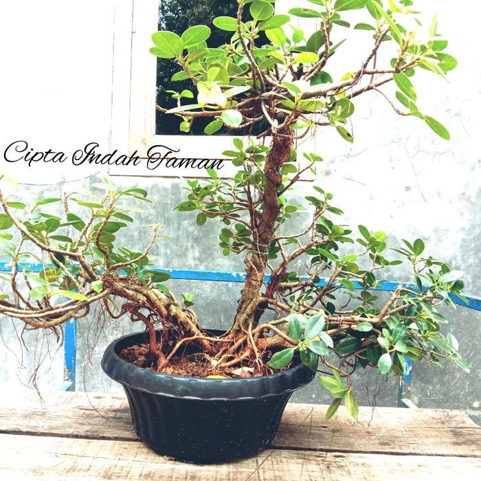 Tanaman bonsai beringin korea bonsai mini beringin korea beringin