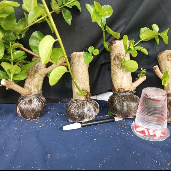 sancang cangkok sancang bahan buat bonsai