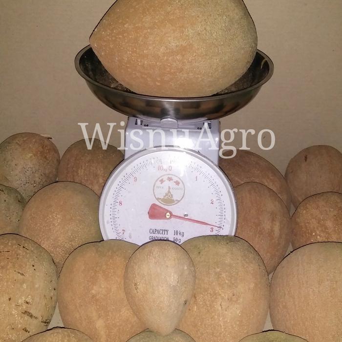 Pohon Mamey Sapote Hasil Sambung Pucuk (Okulasi)