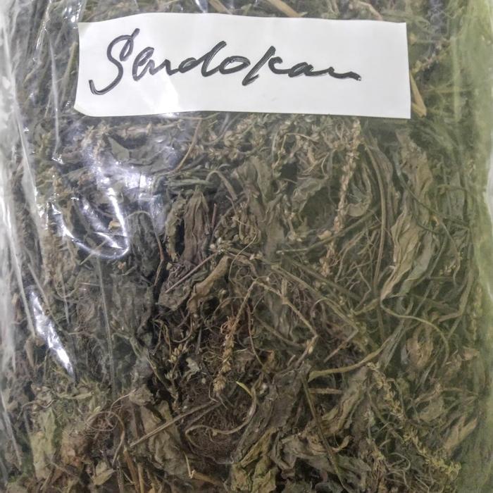 Daun Sendok Kering 500gr - Daun Sendokan - Ki urat