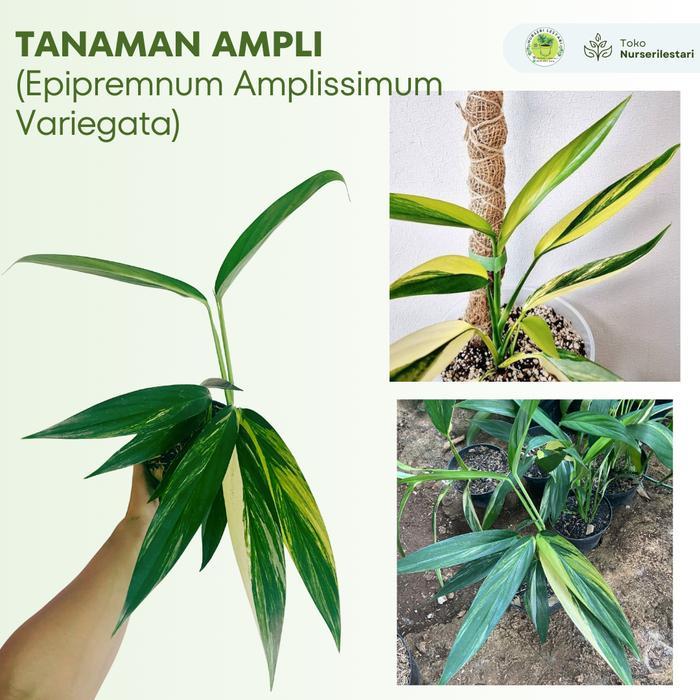Tanaman Hias Langka ( Rare ) Ampli Variegata Putih - Epipremnum Amplissimum Variegated