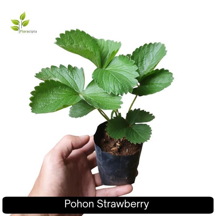 "New" Bibit strawberry california / pohon strawberry california