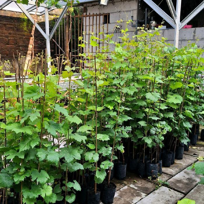 paket 2 bibit anggur import