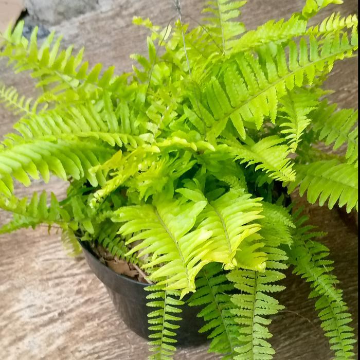 tanaman pakis gantung/tanaman hias/pohon hias pakis di pot gantung