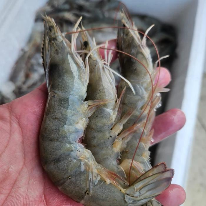 Udang Vaname Size 40/50 10Kg Kemasan Vacuum Sealer Segar dan Berkualitas Tinggi