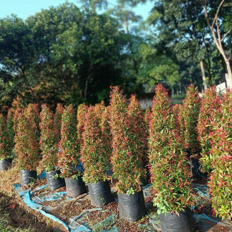 Pohon Pucuk Merah 150 cm UP - Tanaman Pagar Alami - Bibit Pucuk Merah Besar Rimbun Murah - Tanaman O