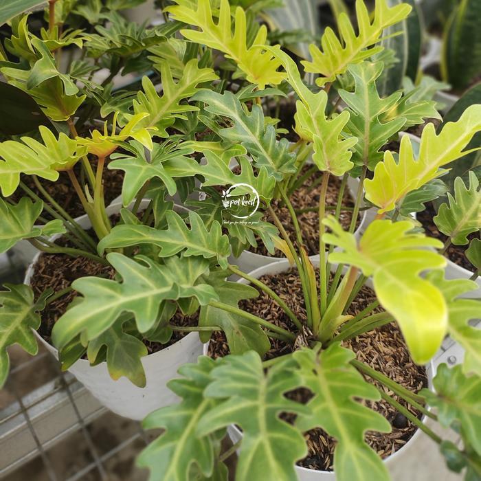 Sale Philodendron Xanadu Golden / Philo Xanadu Golden