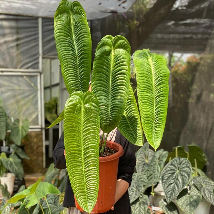 TERMURAH Anthurium Veitchii Super Narrow Ecuador READY STOCK