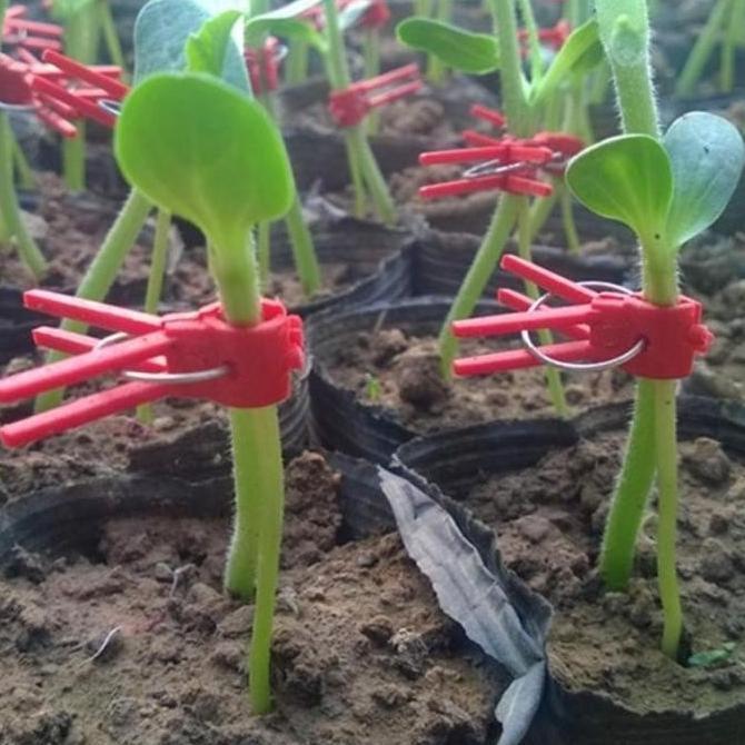 Grafting Klip Cangkok 100Pcs Penjepit Sambungan Tanaman Grafting Clips Klip Okulasi (Aldibarans)