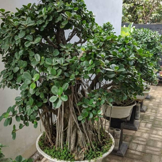 Tanaman Bonsai Beringin Dollar/ Tanaman Hias beringin Dollar korea