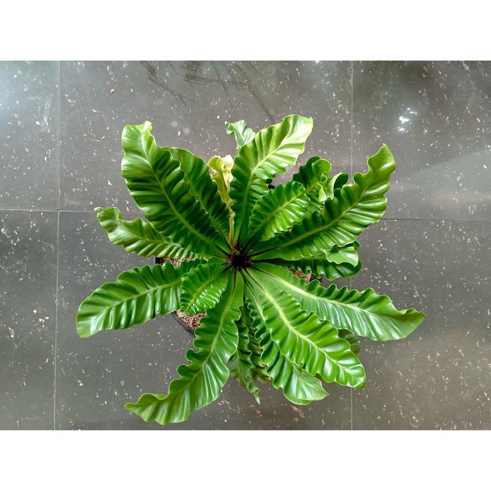 Tanaman Hias Kadaka Lasagna / Kadaka Cobra Mini