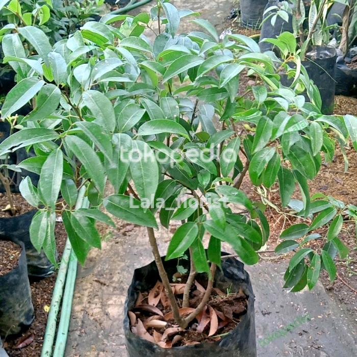 bibit unggul pohon buah leci cangkok