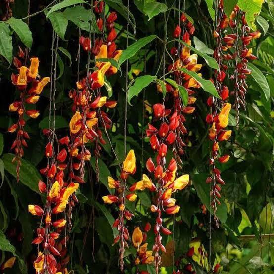 tanaman hias flame irian coklat