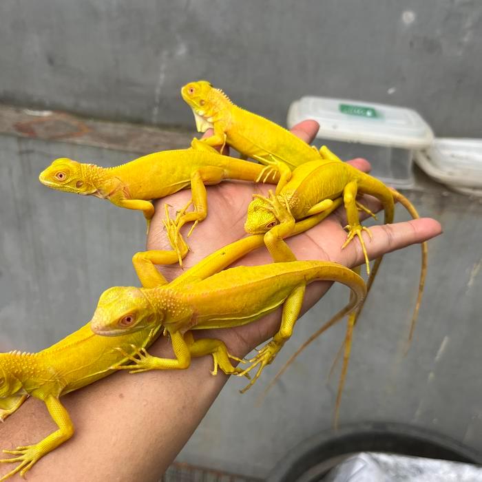 Iguana Baby Green/Red/Blue/Albino Tbk