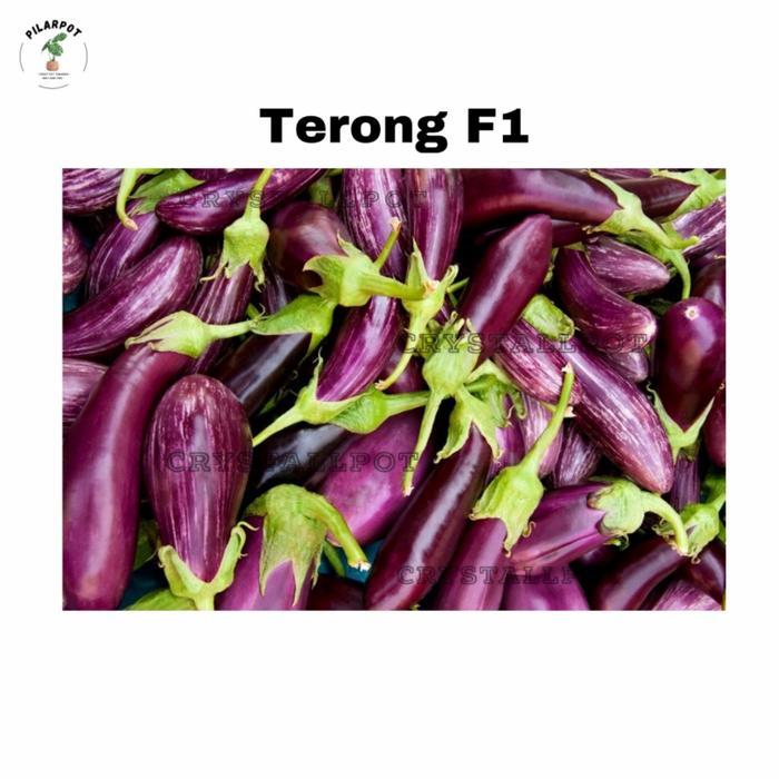 Benih Bibit Terong Ungu Panjang F1 Charming Known You Seed - KYS TERONG UNGU PANJANG F1 CHARMING
