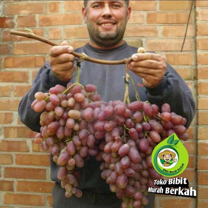 (1 paket isi 2) bibit anggur merah jumbo super manis