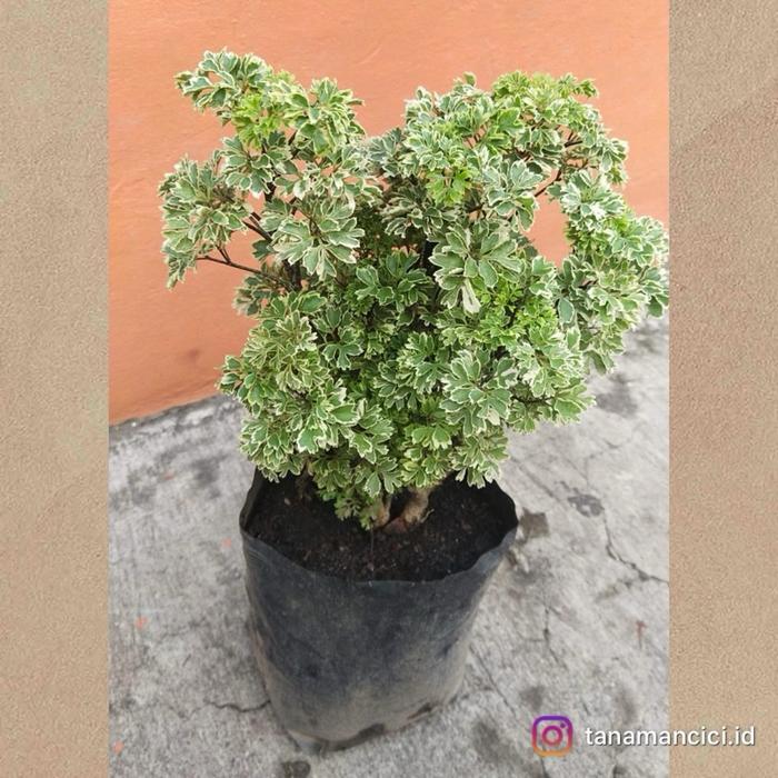 tanaman hias outdoor dongdong laut var on polibag