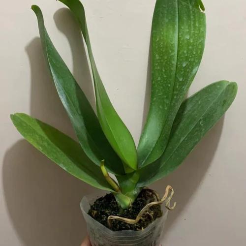 pohon anggrek bulan.