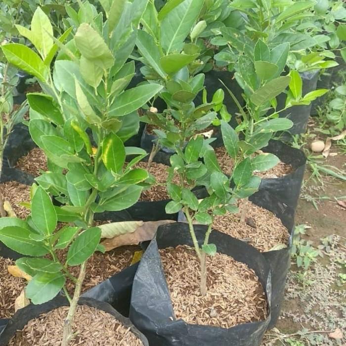 Bibit Tanaman Buah Lemon Import Australia Terbaik