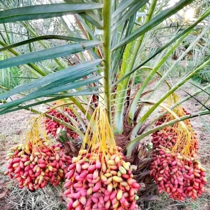 Bibit pohon Buah kurma Tropis BARHEE Terbaik