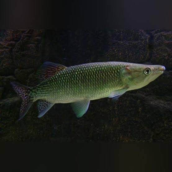 Hiasan Aquarium Ikan Odoe Pike Tankmate Mantul Ikan Hias