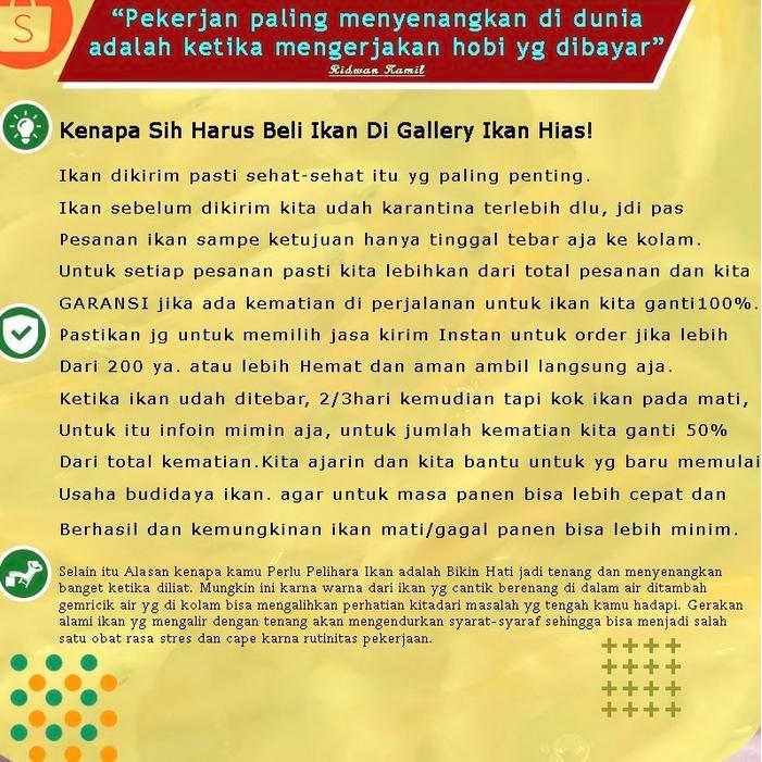 BIBIT IKQN GURAME PADANG 5JARI UP.