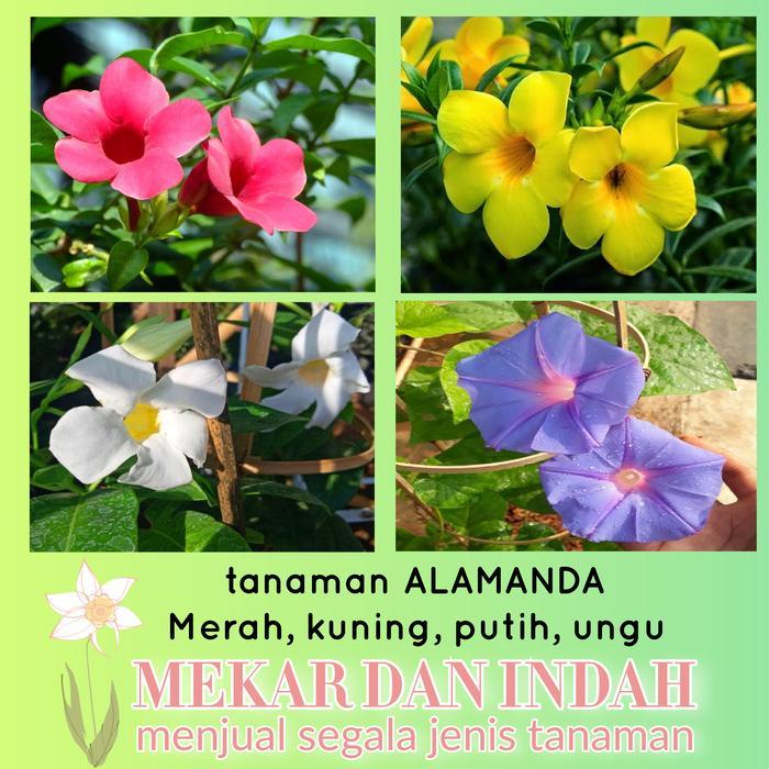 TANAMAN ALAMANDA KUNING/ ALAMANDA MERAH/ ALAMANDA PUTIH/ ALAMANDA UNGU