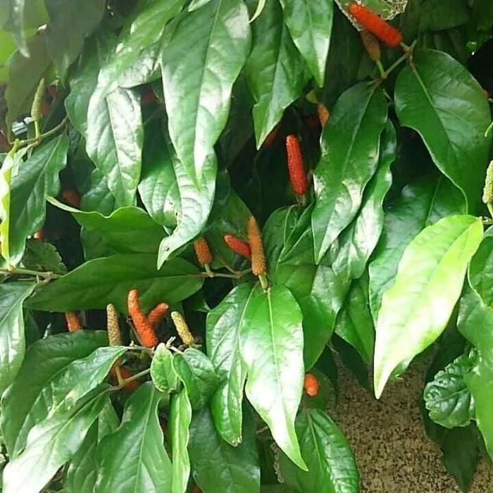 bibit tanaman cabe jawa / cabe obat