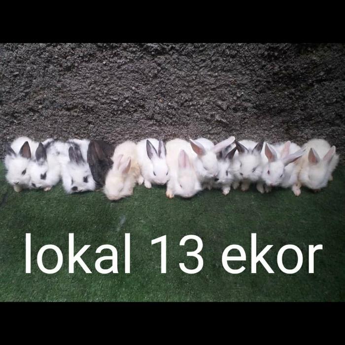 Kelinci Hias Anggora Lokal Anakan Usia 3 Bulan Harga Sepasang Tbk