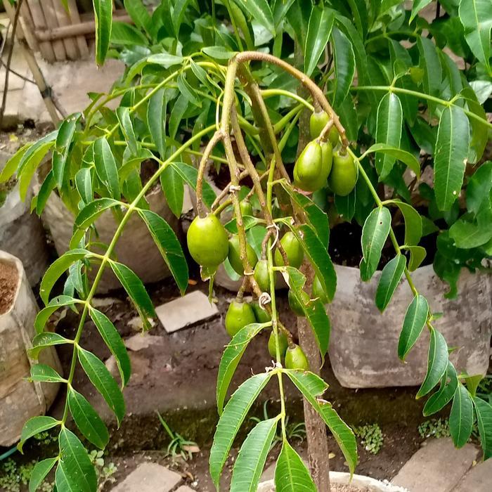 pohon kedongdong berbuah/pohon buah/tanaman kedongdong sudah berbuah