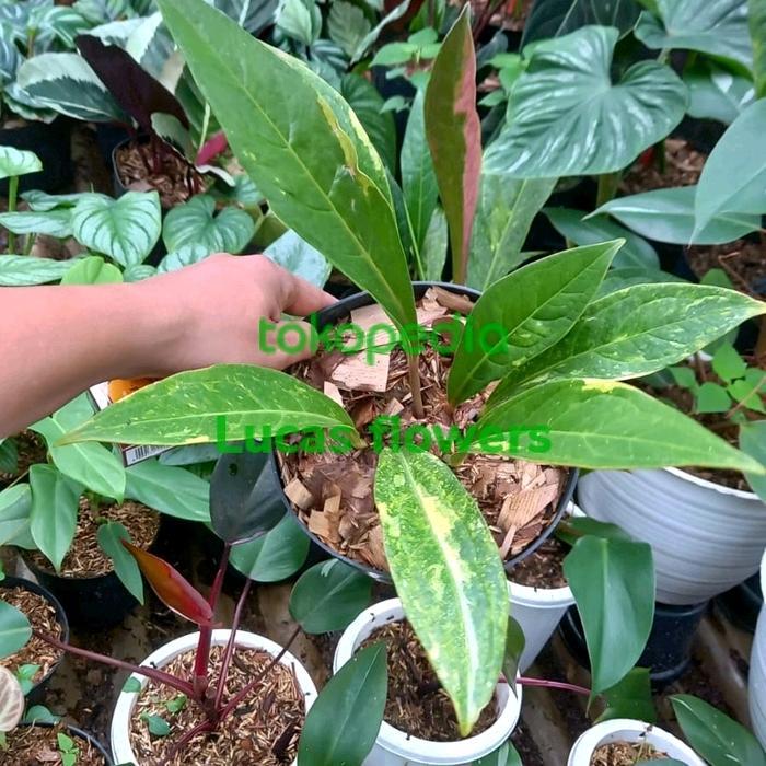 tanaman anturium jemani varigata