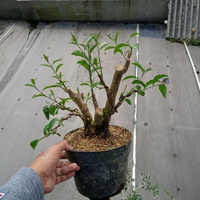 bonsai melati jadi tinggal pajang
