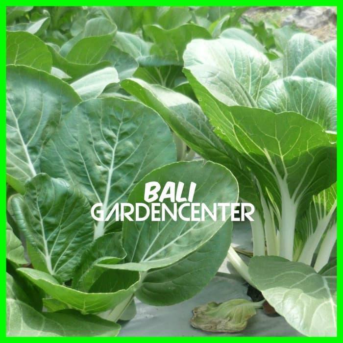 BENIH BIJI SAWI PAKCOY PUTIH - WHITE PAKCOY