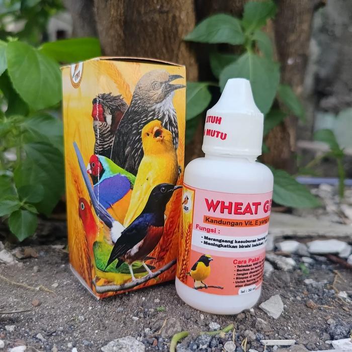 Wgo Wheat Germ Oil Vitamin Ternak Burung Love Bird Falk Macau Blackthroat Kenari