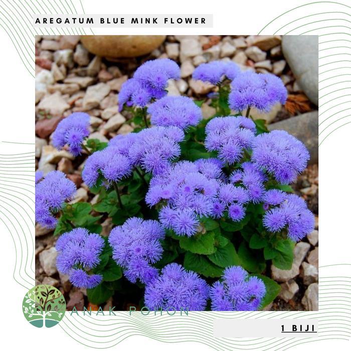 Growterra Farm BUNGA AGERATUM BLUE MINK FLOSS FLOWER (AGERATUM HOUSTONIANUM) SEEDS - IMPORT