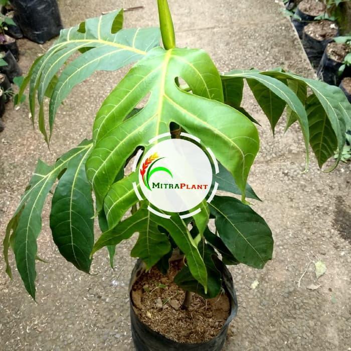 Bibit Pohon Sukun - Buah Sukun - Tanaman Sukun Besar cepat berbuah