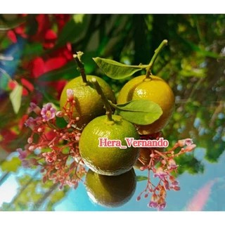 Bibit Jeruk Es Berbuah Banyak dan Rimbun Spesial