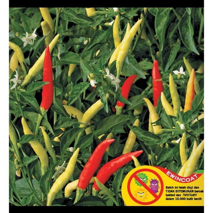 BENIH PANAH MERAH - CABE DEWATA 43 F1