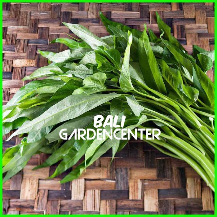 BENIH BIJI KANGKUNG DARAT - KANGKUNG UNGGUL