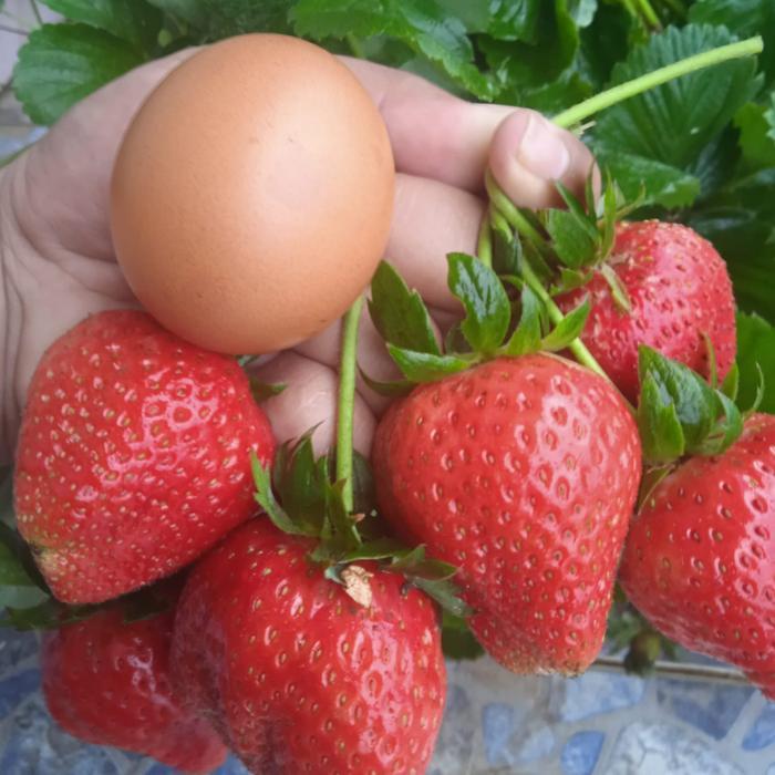 "New" Bibit Strawberry SAGAHONOKA