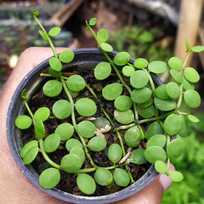 ASLI hoya diidia nummularia READY STOCK