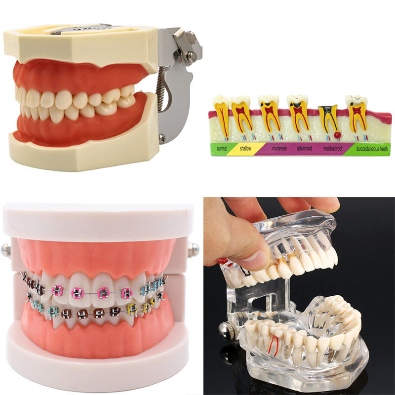 Dental model Teeth model gum Standard Dental Typodont Model