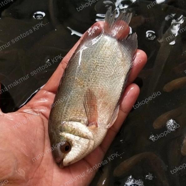 paket bibit ikan tembakang isi 10 ekor ukuran 4 jari